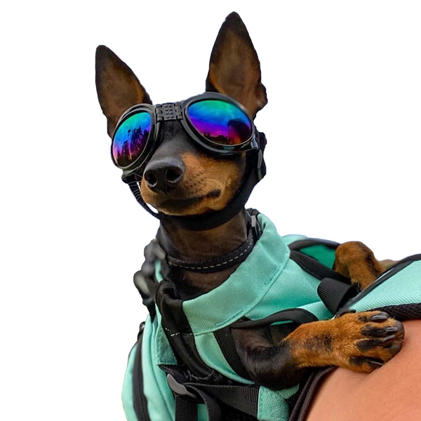 Dog eye clearance goggles